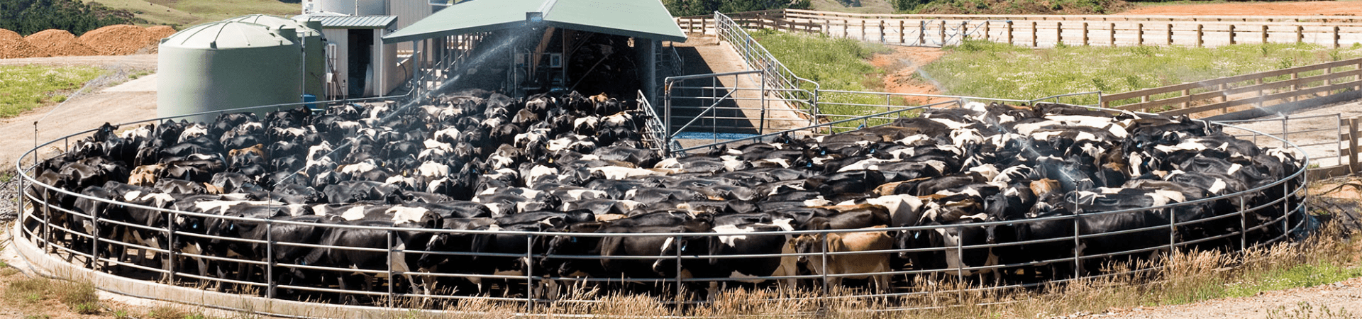 Solutions for conditions in dairy cows | Agvance Nutrition