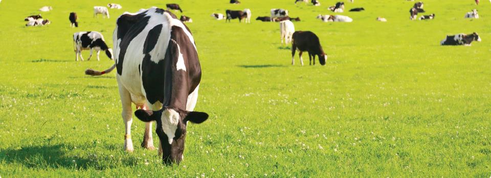 Drying off dairy cows | Agvance Nutrition New Zealand