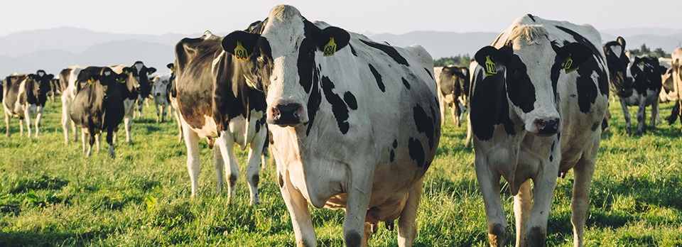Managing calcium deficiency | Agvance Nutrition New Zealand
