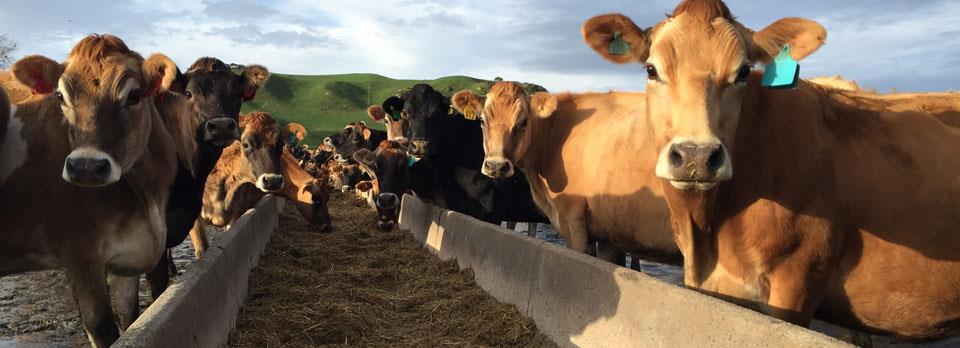 Why make stink silage | Agvance Nutrition New Zealand