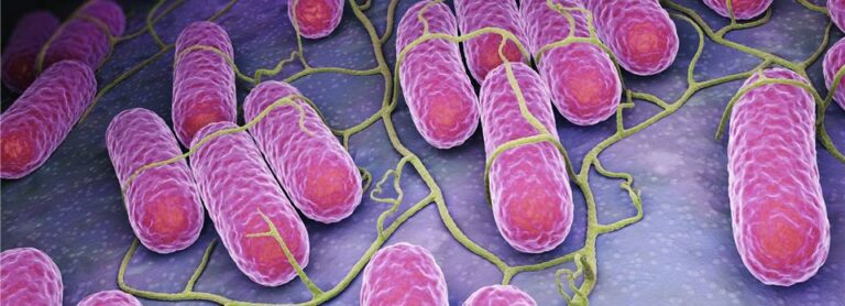 Salmonella In Nz Dairy Cows Agvance Nutrition