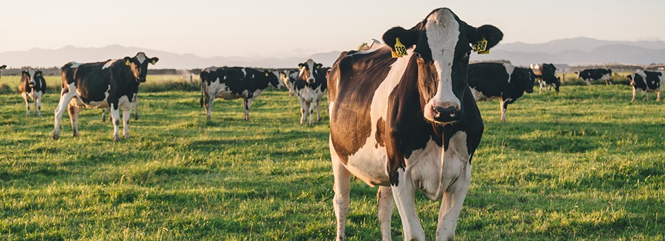 Agvance discusses managing DCAD levels in New Zealand springer cows | Agvance Nutrition New Zealand
