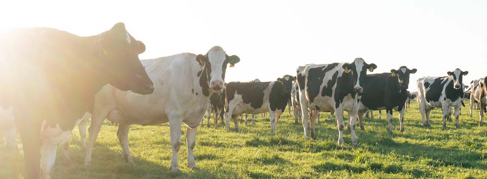 Preparing your herd for mating season | Agvance Nutrition New Zealand