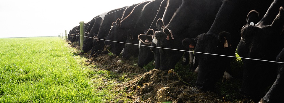 Agvance discusses maintaining stable rumen ph | Agvance Nutrition New Zealand