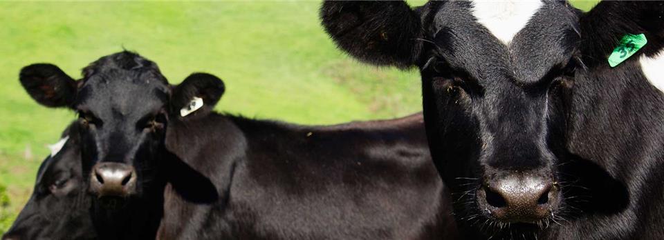The merits of boron for dairy cows | Agvance Nutrition New Zealand