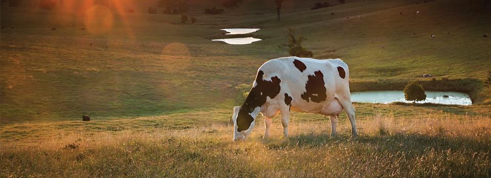 A new generation of organic selenium for dairy cows | Agvance Nutrition New Zealand