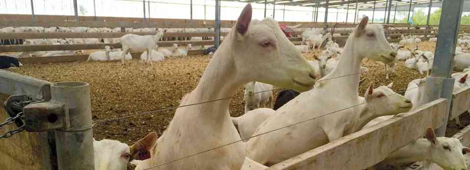 Keeping ketosis away from dairy goats | Agvance Nutrition New Zealand