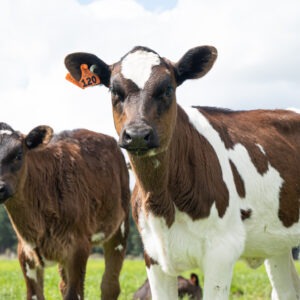 Youngstock Mineral Loose Lick | Agvance Nutrition New Zealand