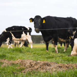 Biosprint Yeast | Agvance Nutrition New Zealand
