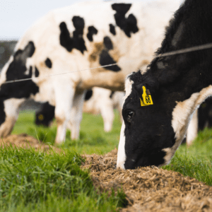 Solutrace Metabolizer Plus with Rumenox provides more energy to dairy cows | Agvance Nutrition New Zealand