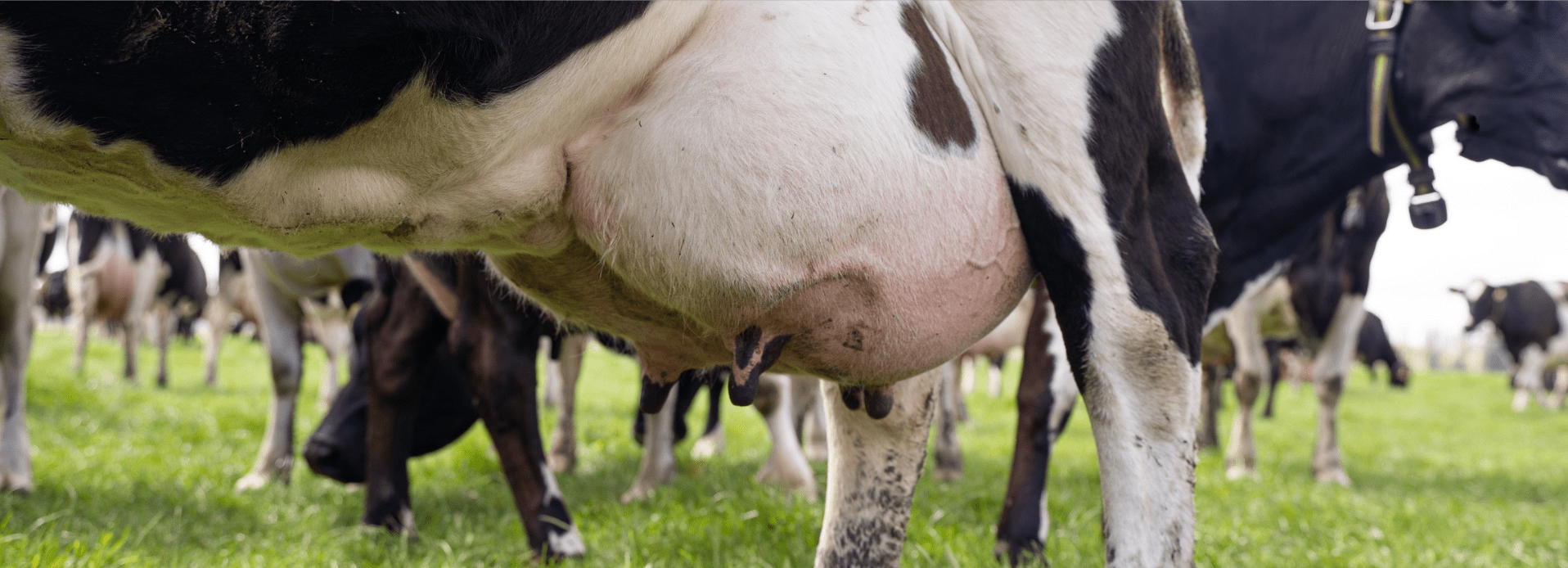 Mastitis Prevention During Dry Off | Agvance Nutrition New Zealand