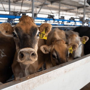 Coolaid - mineral product to combat heat stress in cows | Agvance Nutrition New Zealand