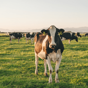 Summer Supplements for Cows | Agvance Nutrition New Zealand