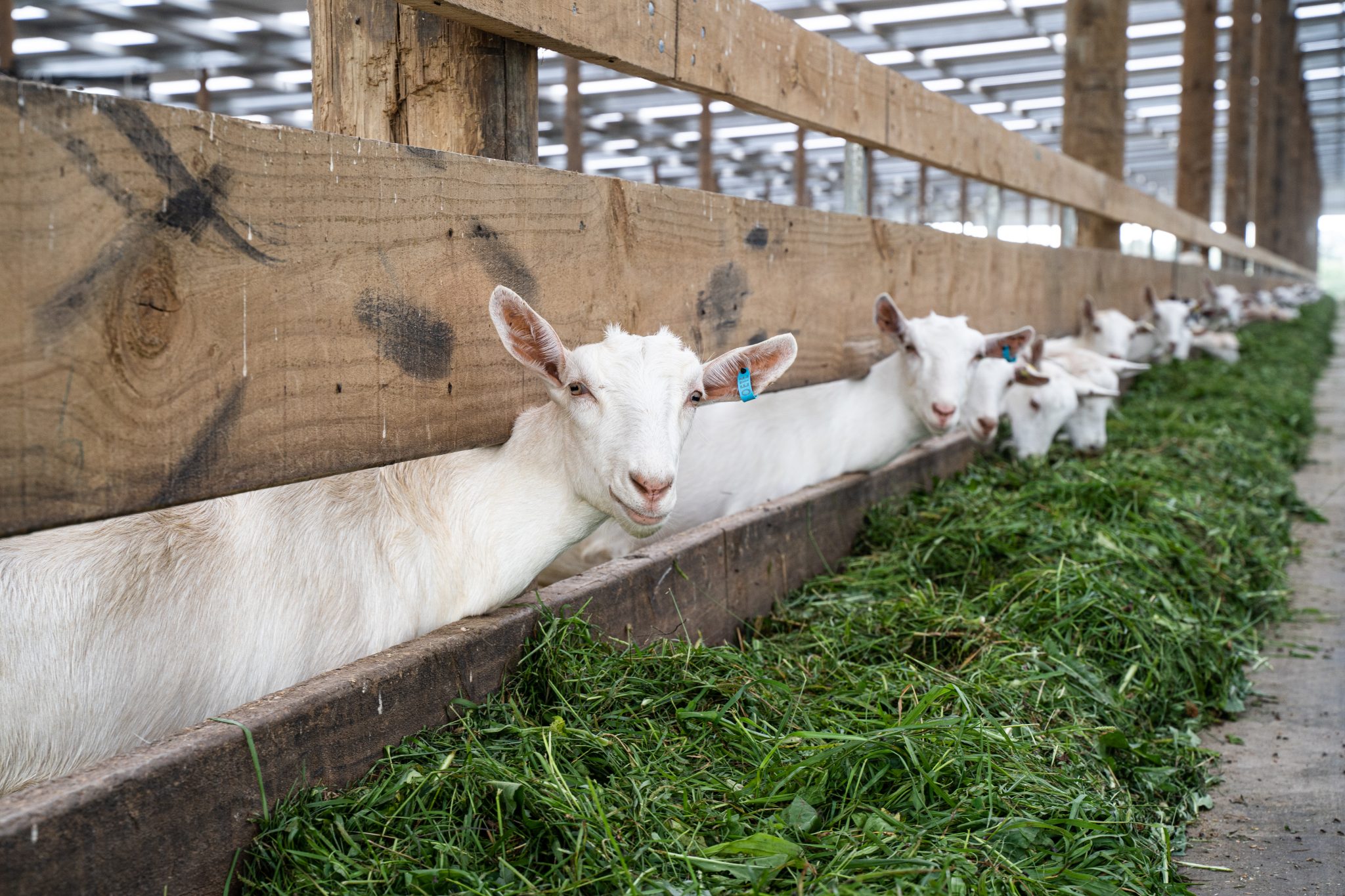 MANAGING TRACE MINERAL LEVELS IN DAIRY GOATS Agvance Nutrition