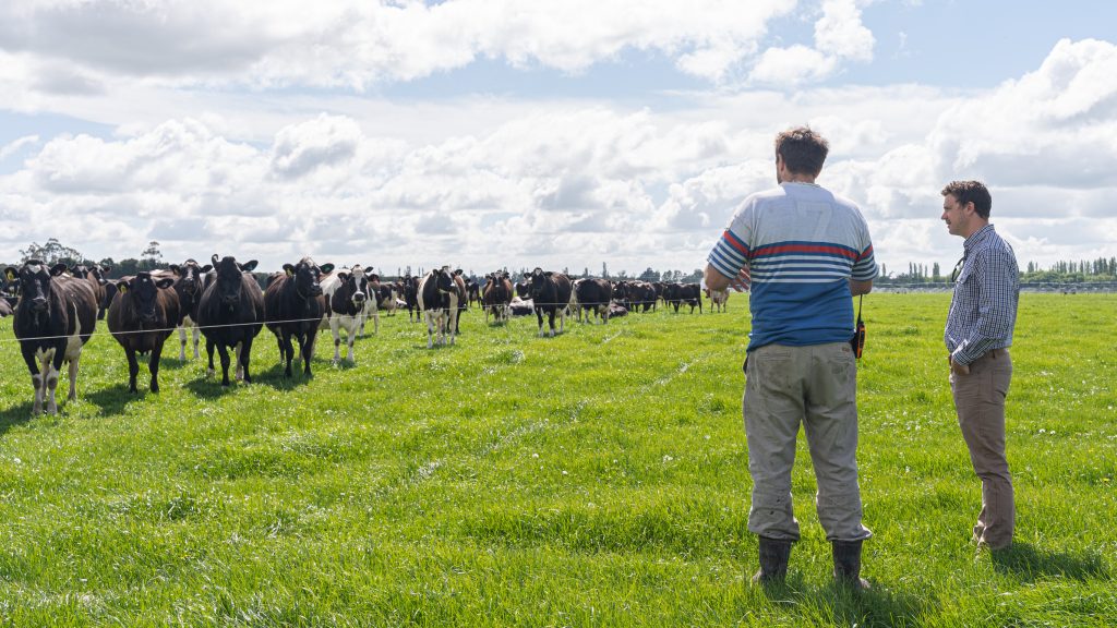 Looking at the cows with consultant | Agvance Nutrition