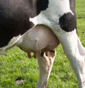 The link between udder health - Agvance Nutrition