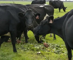 dry cow management - Why dry cow management is the first step to a productive season - Agvance Nutrition