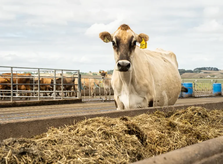 Why summer mineral supplementation should be every dairy farmer’s priority - Agvance