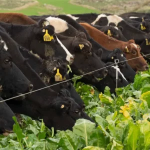 Agvance-Rumen-Gut instincts-why transition success is a matter of timing