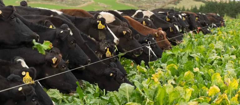 Agvance-Rumen-Gut instincts-why transition success is a matter of timing