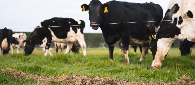 How cows cycle and conceive this spring reflects the mineral balance they received during transition