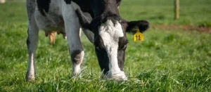 Reproduction starts in the liver Agvance Nutrition