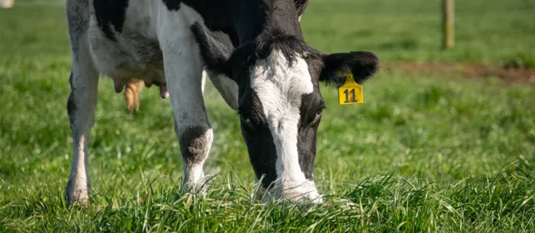 Reproduction starts in the liver Agvance Nutrition