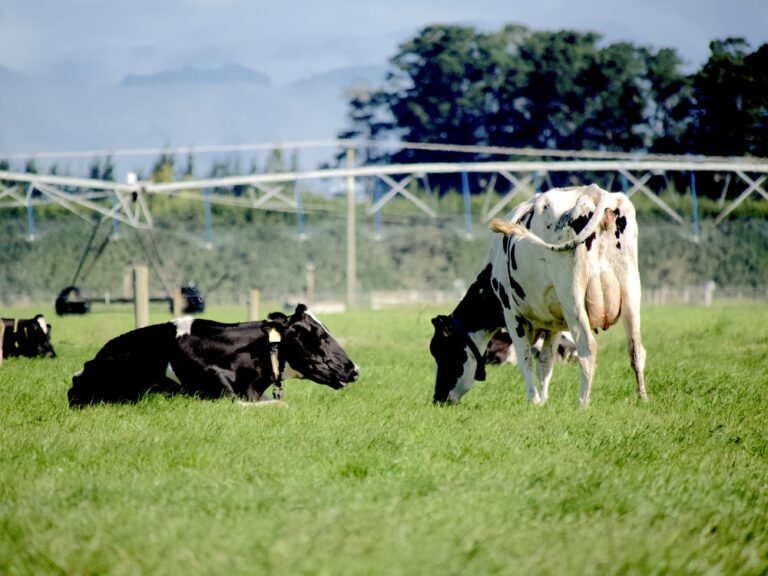 Dairy tech can flag issues in real time, and dairy nutrition often gives us the levers to correct them - Agvance Nutrition