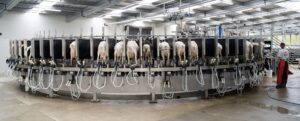 The effects of mineral imbalance reach far beyond milk loss and into performance for seasons to come - Agvance Nutrition