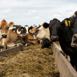 Mixed herd of dairy cows eating premix rations with added Bioyeastar 4C, on the feedpad from a concrete trough.