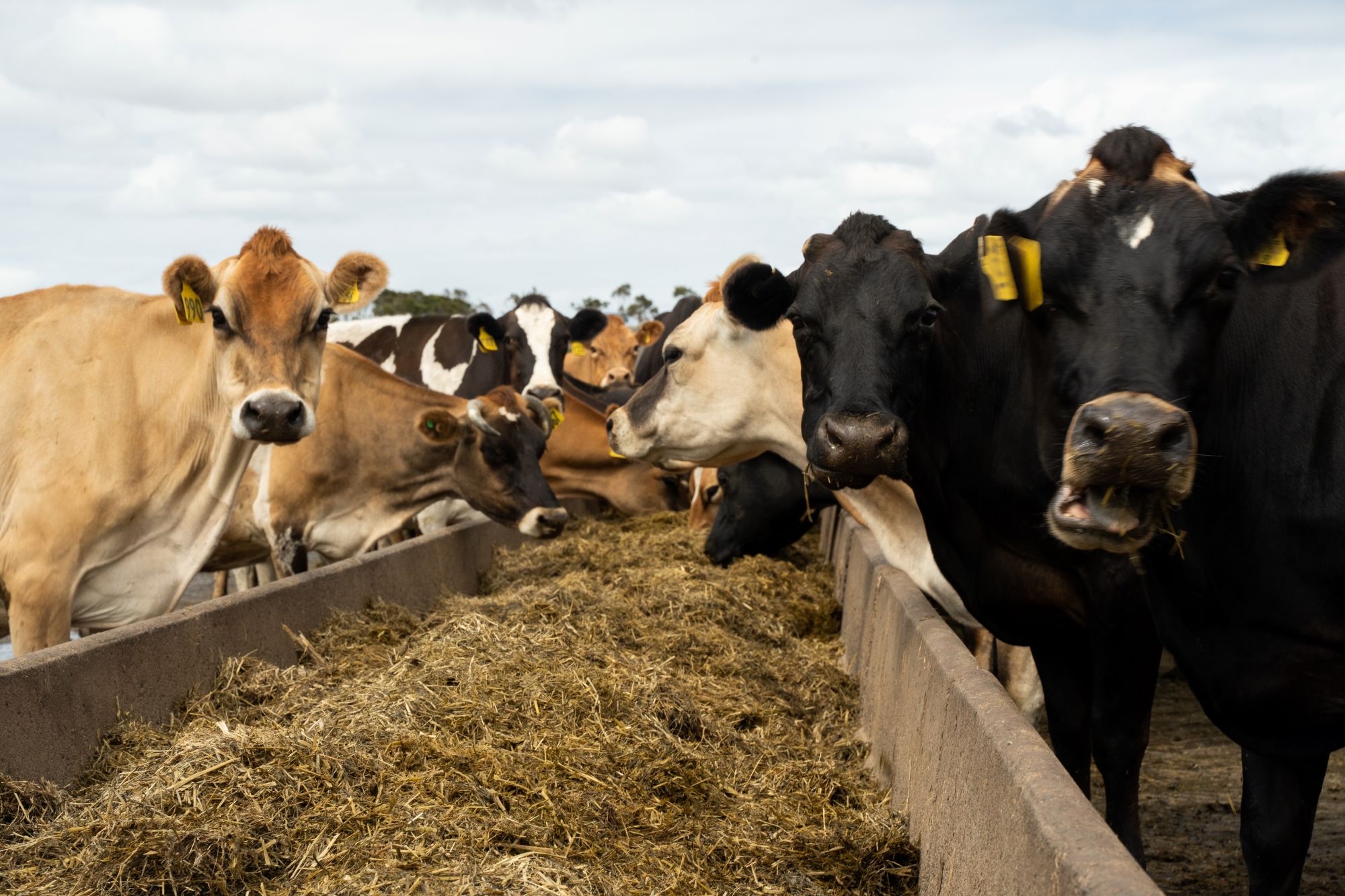 Mixed herd of dairy cows eating premix rations with added Bioyeastar 4C, on the feedpad from a concrete trough.