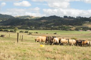 Do your cows have a B1 deficiency? Jersey cows moving on a race in summer in New Zealand.
