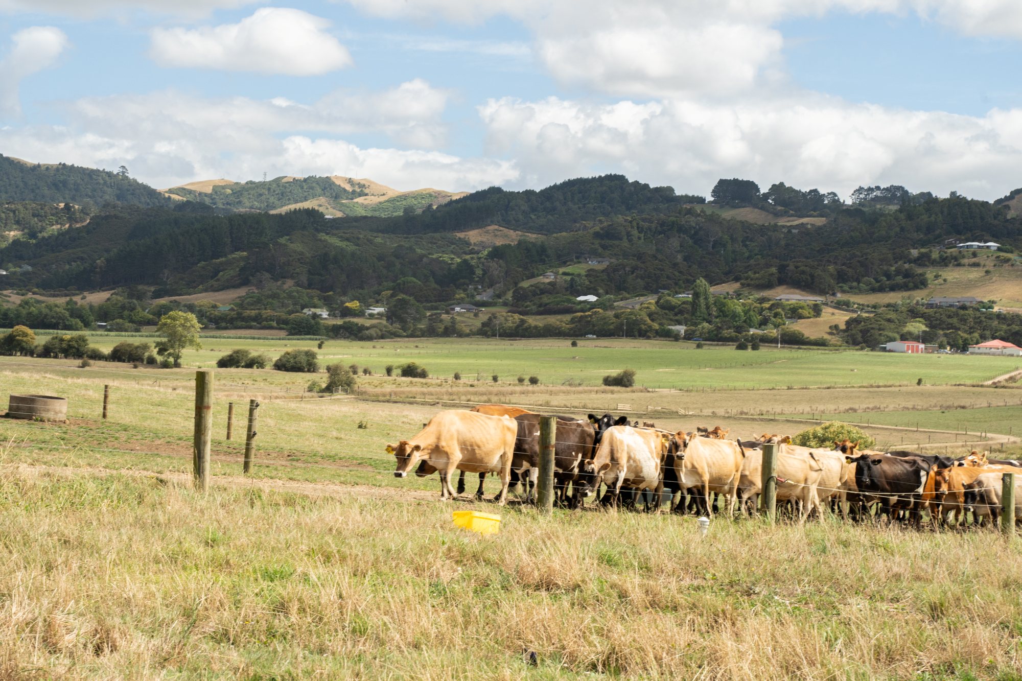Do your cows have a B1 deficiency? Jersey cows moving on a race in summer in New Zealand.