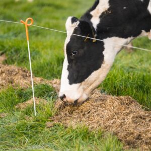 Selenium - SmartSel - Selenium supplement for cows