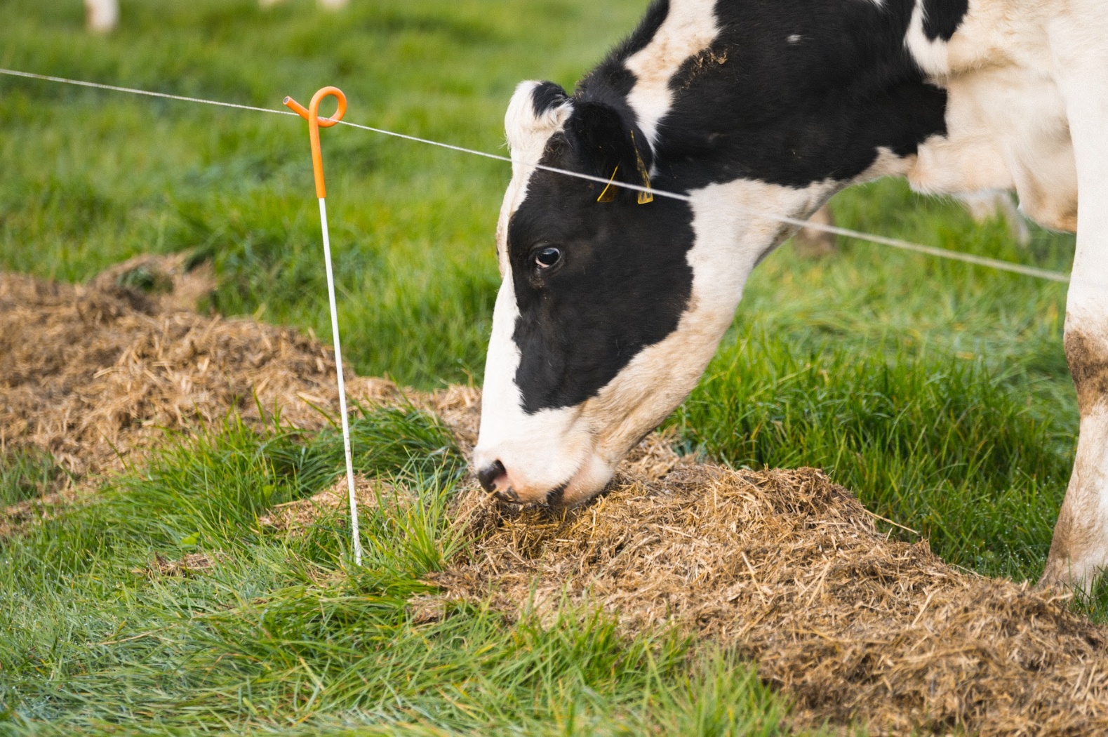 Selenium - SmartSel - Selenium supplement for cows