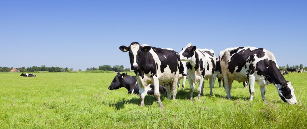 How does live yeast affect fibre digestion in dairy cows - Holstein Friesion dairy cow herd grazing summer grasses.