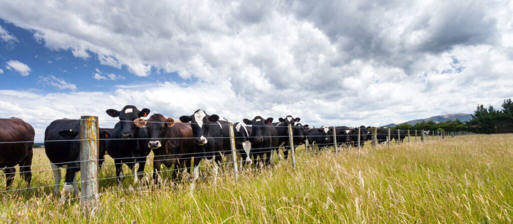 Support your herd against heat stress and diet volatility with practical on-farm steps to protect intake, rumen function and performance, plus guidance on where Ascocool and Calsea fit.