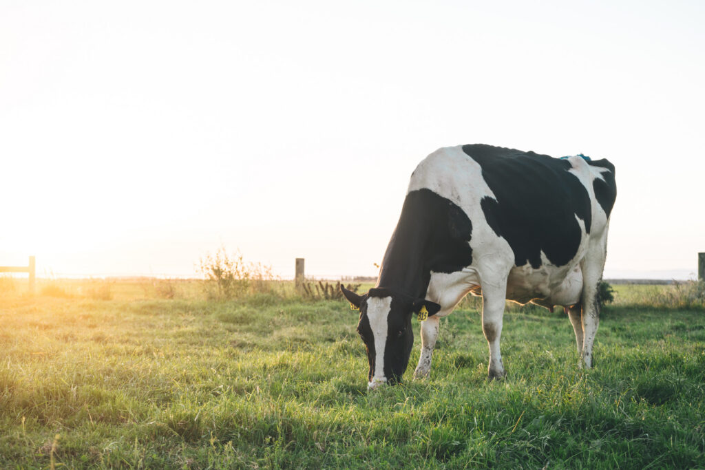 Don't forget the basics - magnesium, calcium and phosporus. Holstein dairy cow grazing in a field as the sun rises. Agvance Nutrition - Mineral Supplements