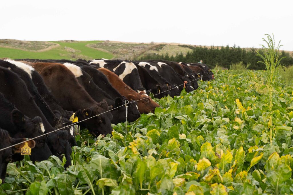 Live yeast, fibre digestions and feed changes for dairy cows - Agvance Nutrition