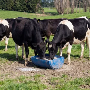 Premium Fodder Beet Loose Lick