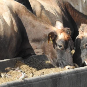 Matrix-Rumen-Buffer