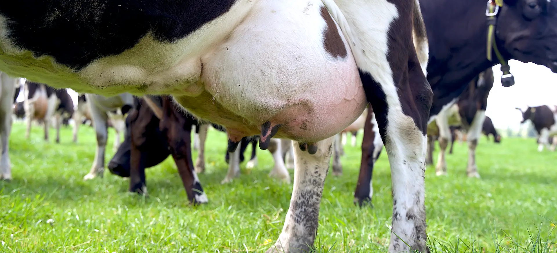 Early Lactation - Agvance Nutrition - header