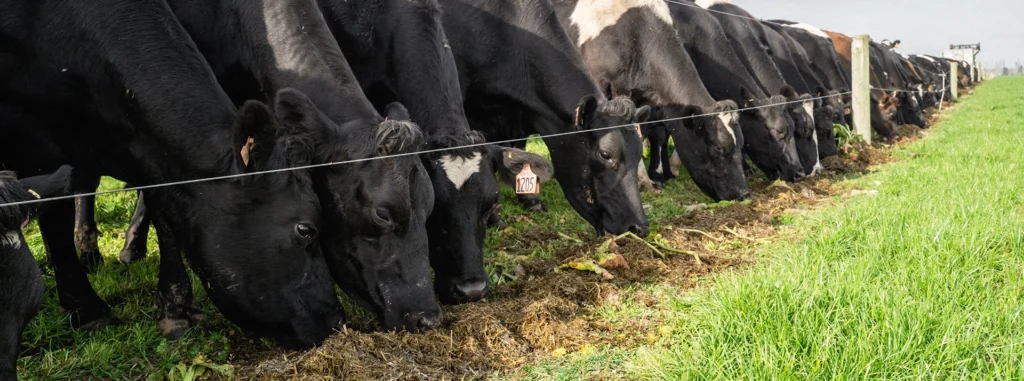 Prevent downer cows with Agvance Transition Blends