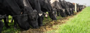 Prevent downer cows with Agvance Transition Blends