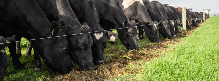 Prevent downer cows with Agvance Transition Blends