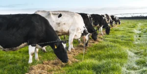 Transition Cow Management for Every Farm System