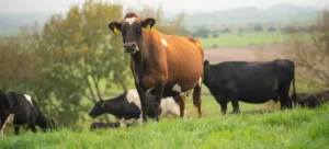 How a Cow’s Digestive System Works and Why VFAs Matter