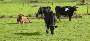 Positive DCAD in transition cows