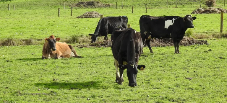 Positive DCAD in transition cows