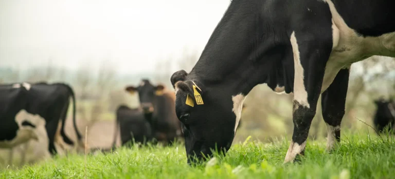 Rumen Propionate vs Acetate Production
